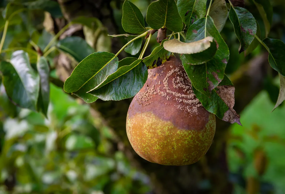 Detail of half rotten pear in the tree, pear infected by a fungus causing a brown rot