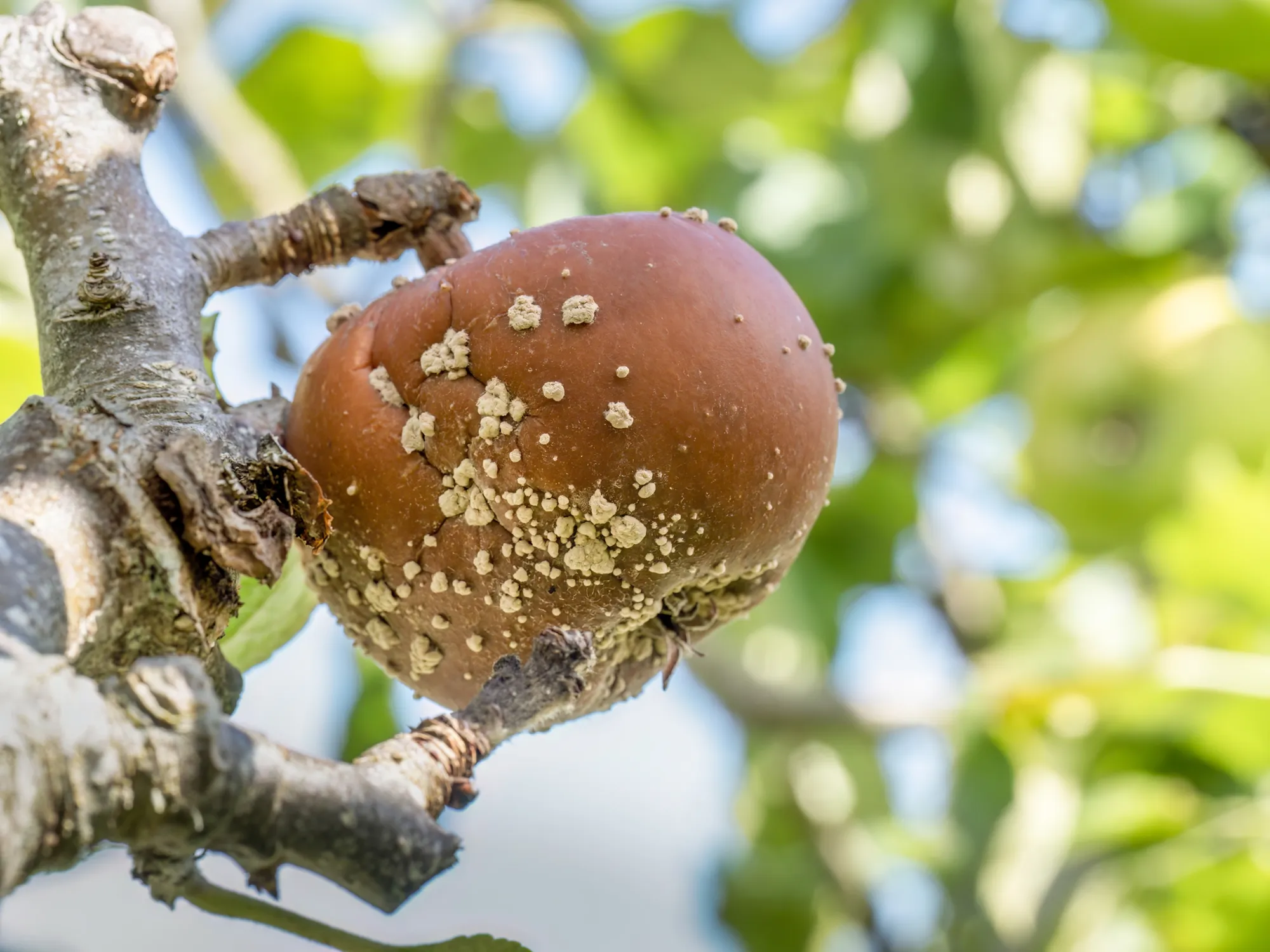 Brown rot on apple due to monilia fungus.