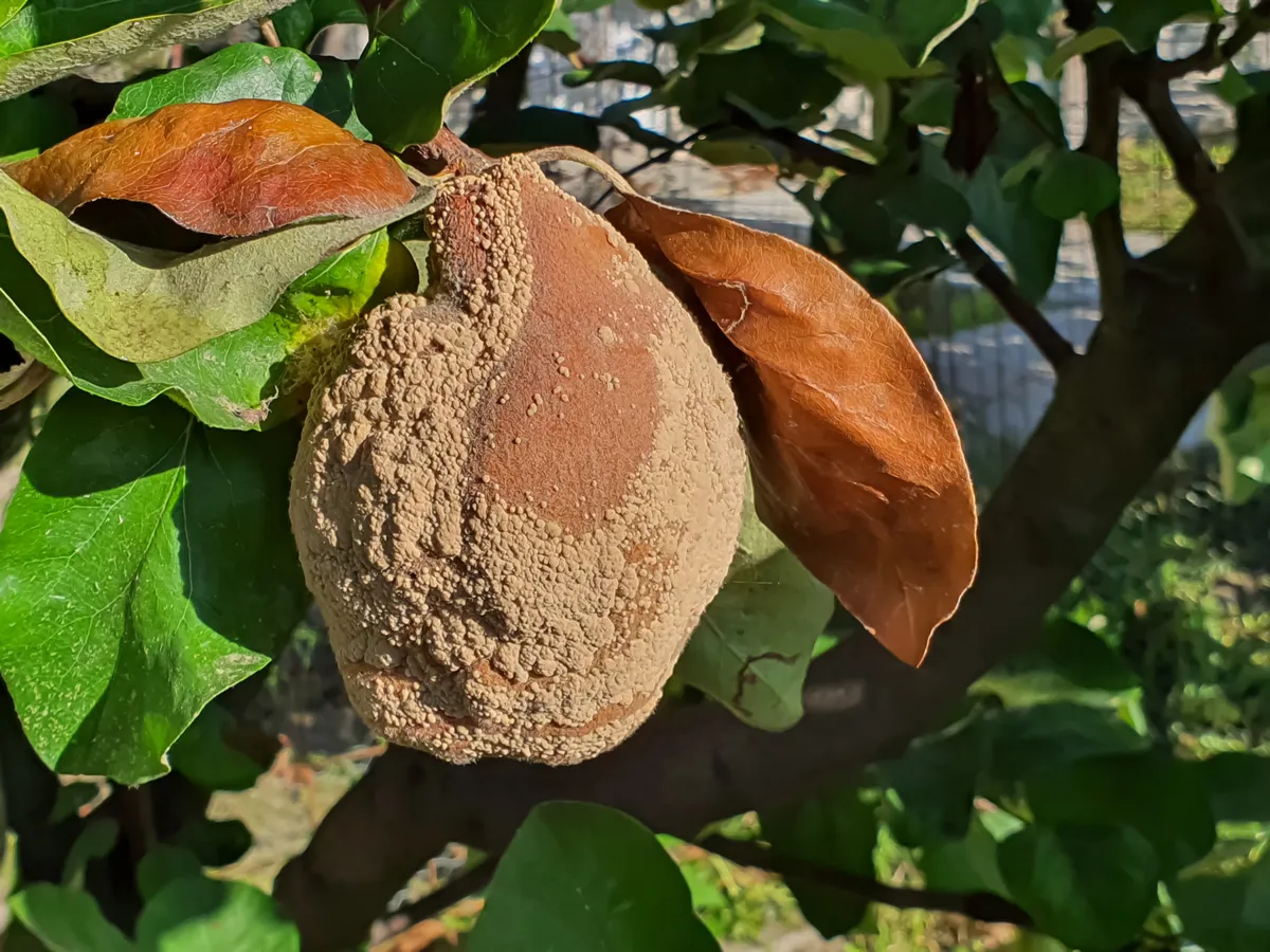 Rotten quince apple on the fruit tree, Monilia laxa (Monilinia laxa or Monilinia fructigena) infestation, plant disease