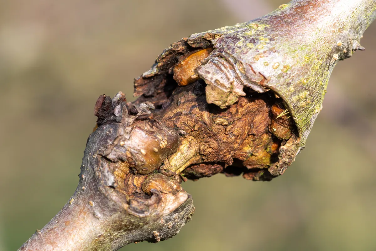 Close up of canker on an apple tree