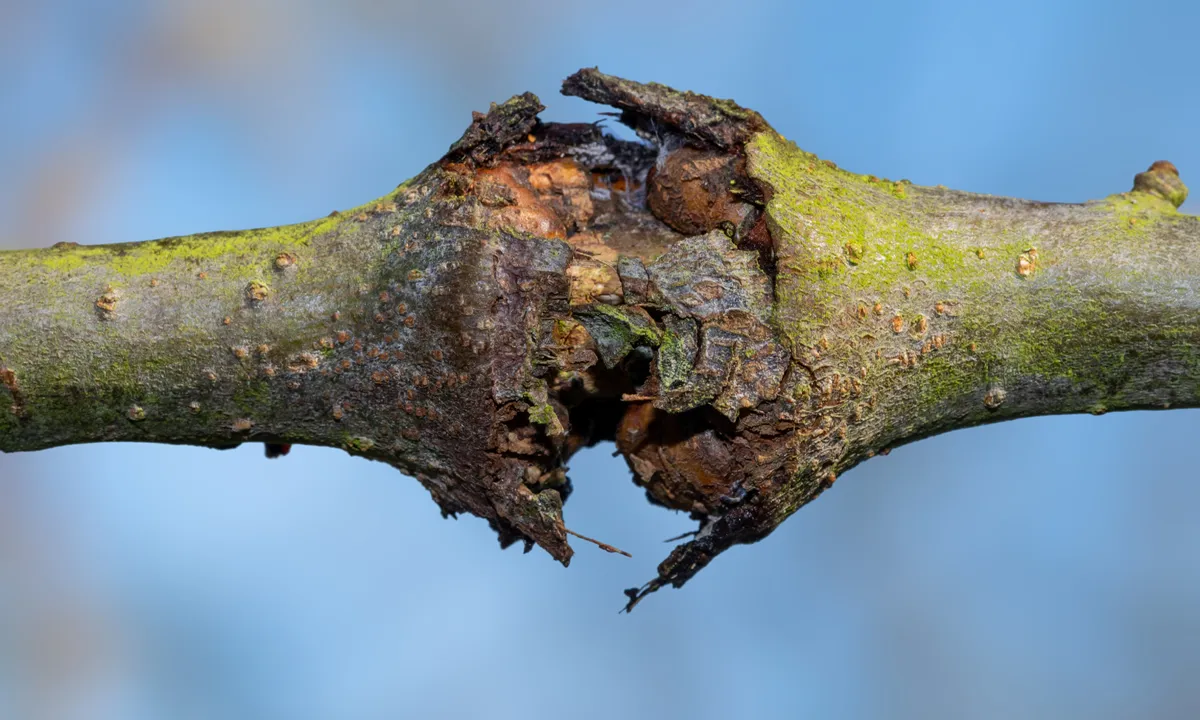 Close up of canker on an apple tree Images for apple Black rot canker