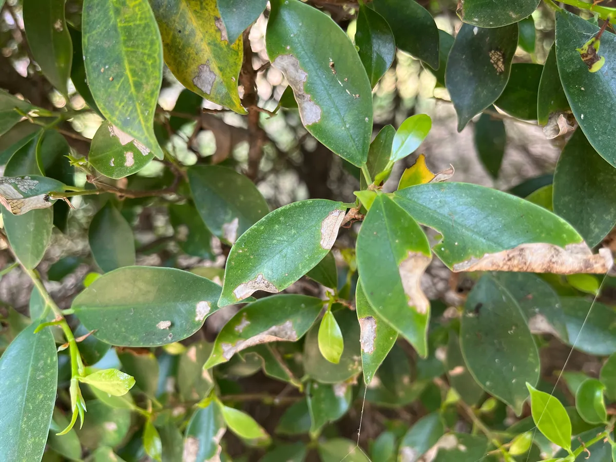 Citrus canker disease affecting Citrus species Infection causes lesions on the leaves