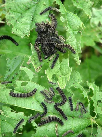 Caterpillars of all sizes feeding on nettle leaves