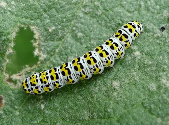 Cucullia verbasci Caterpillar