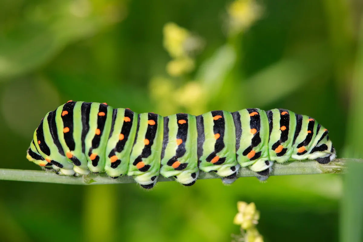 Macro of Caterpillar of Papilio Machaon swallowtail caterpillar feeding on Fennel branches. details in nature.