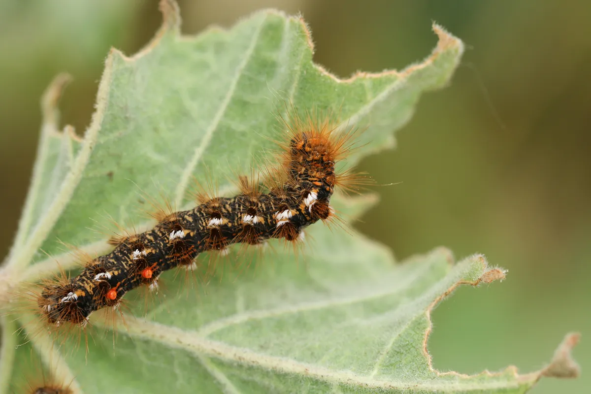 A Brown-tail Moth Caterpillar, Euproctis chrysorrhoea, feeding on a leaf.