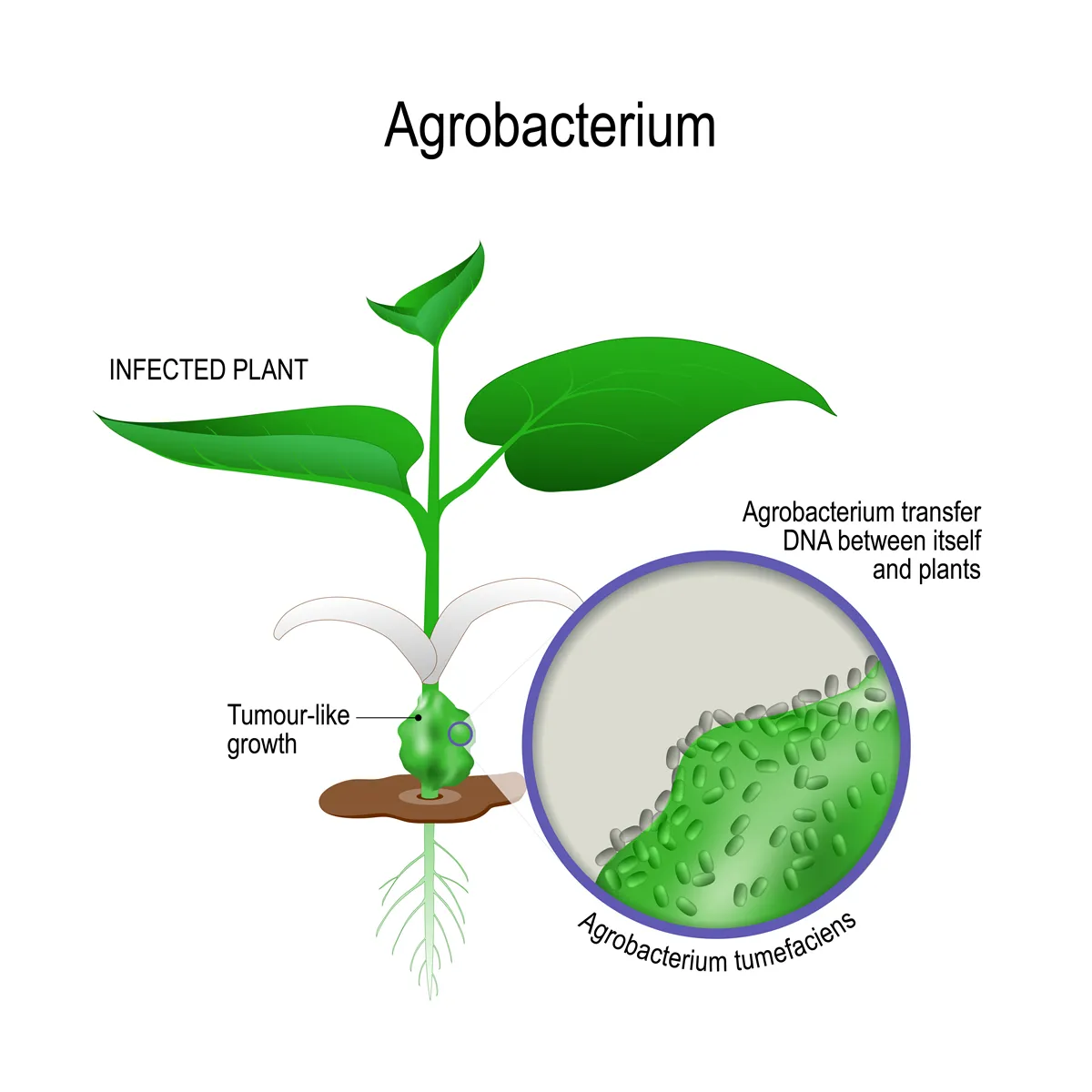 infected plant and close-up of Agrobacterium tumefaciens. agrobacterium transfer dna between itself and plants. genetic engineering. illustration for biological, science, and medical use.