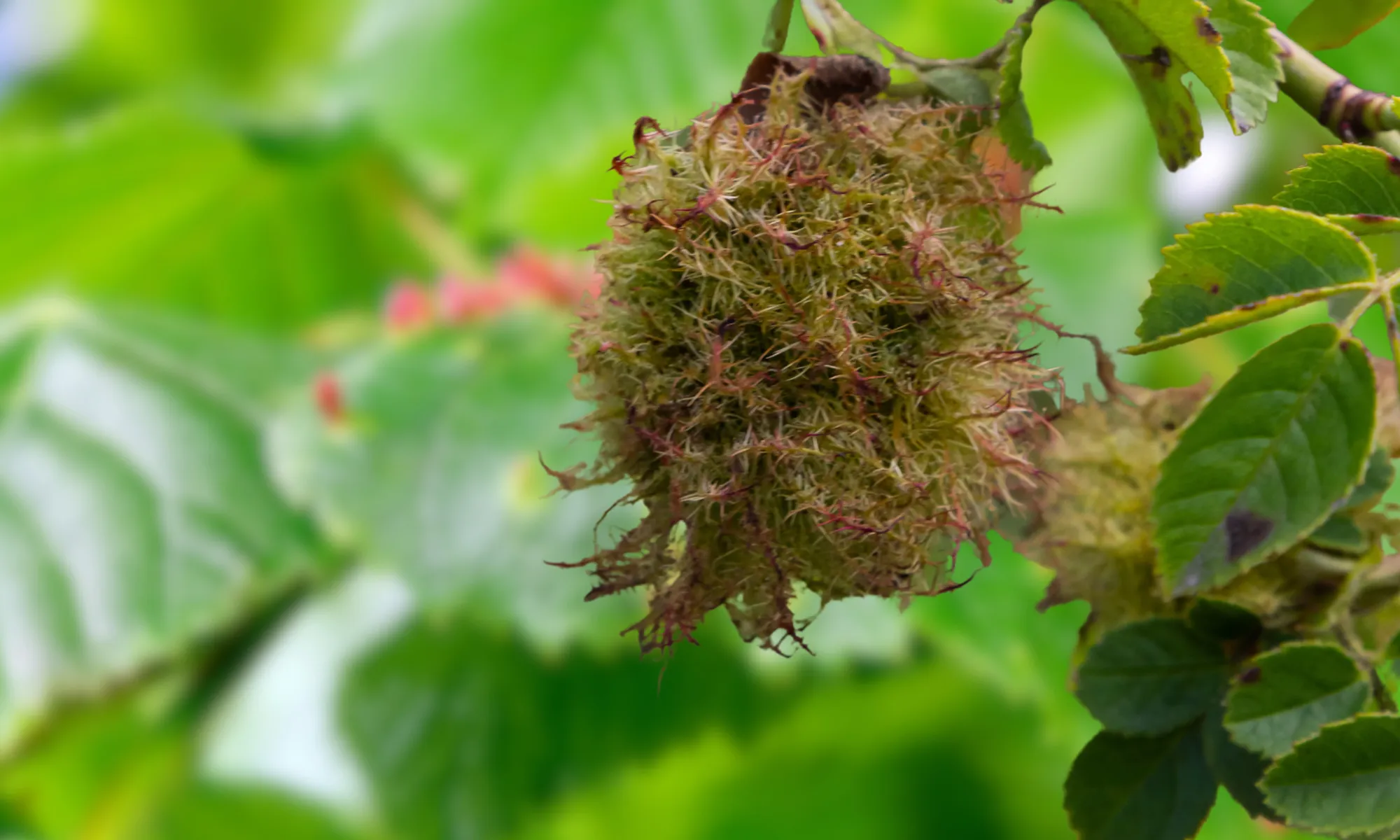 Crown Gall Close-up: An irregular growth on wild rose stems is called crow gall or rose cancer