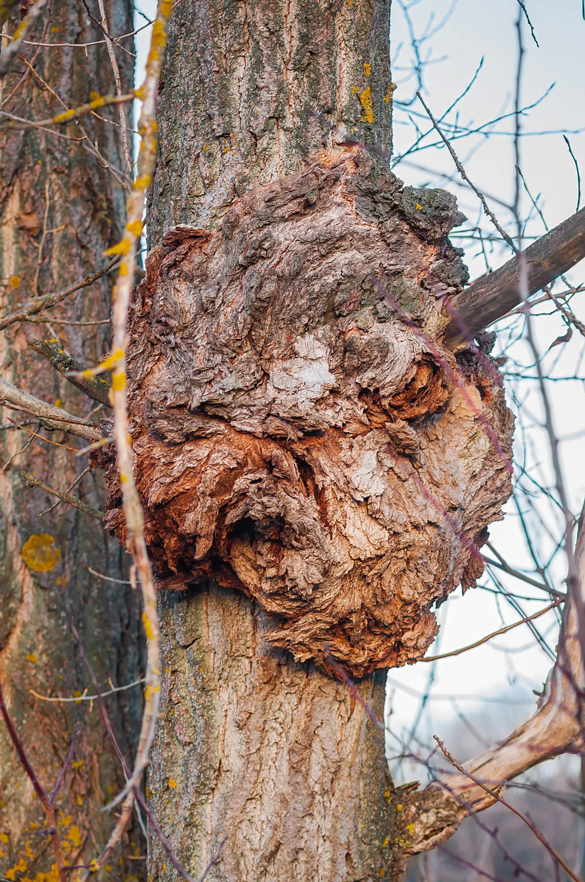 Agrobacterium radiobacter on bark, a unique tree ailment