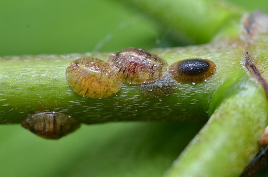 A Scale Insect