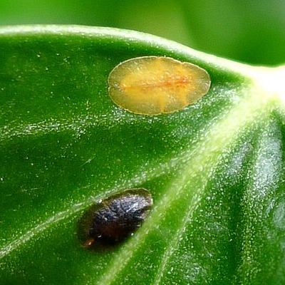 A Scale Insect