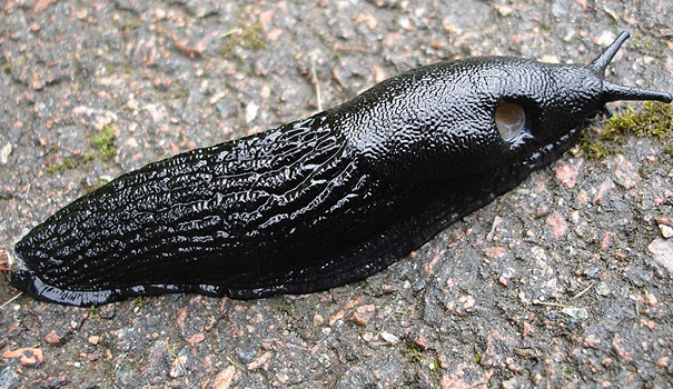 Common Black Slug