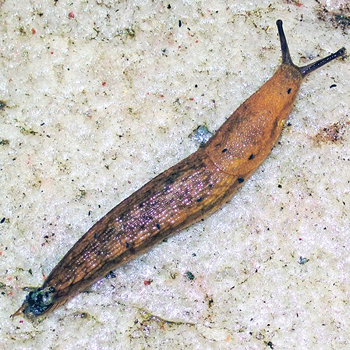 Limax flavus yellow slug