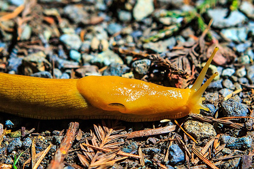 slugs in the Redwood forest