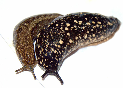Kerry slugs - forest and bog phenotypes