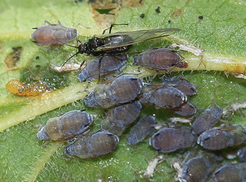 Wayfaring tree - sedge aphid feeding on a stem