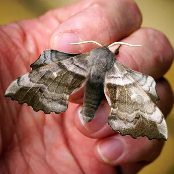 a bagworm moth