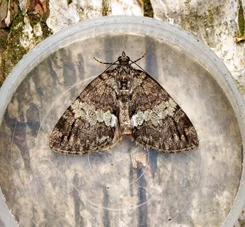 a bagworm moth
