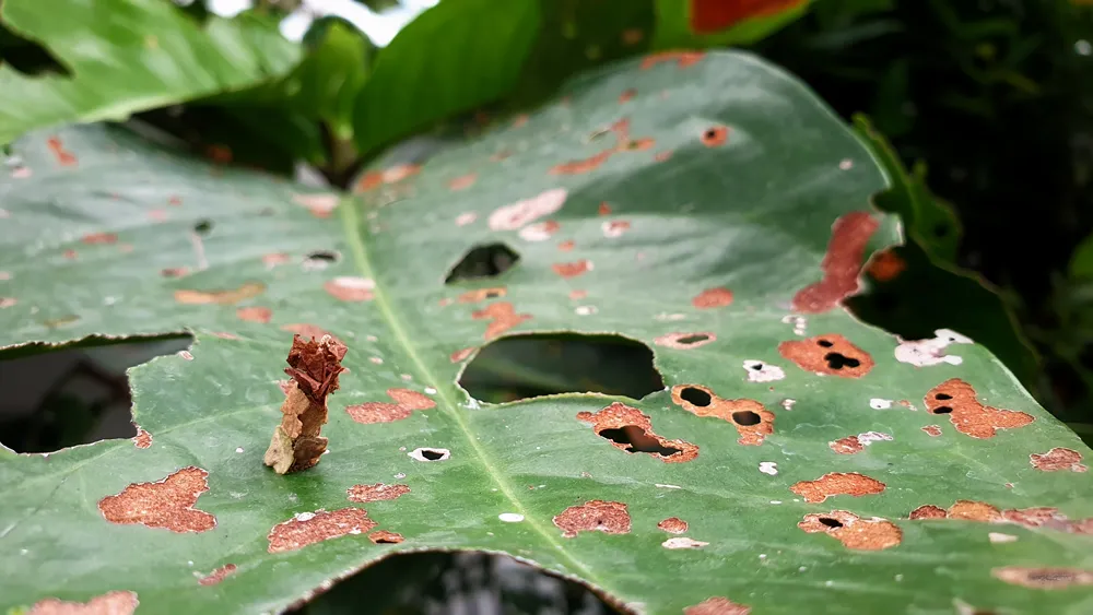 A pagoda bagworm crawling on Pomerac leaves.