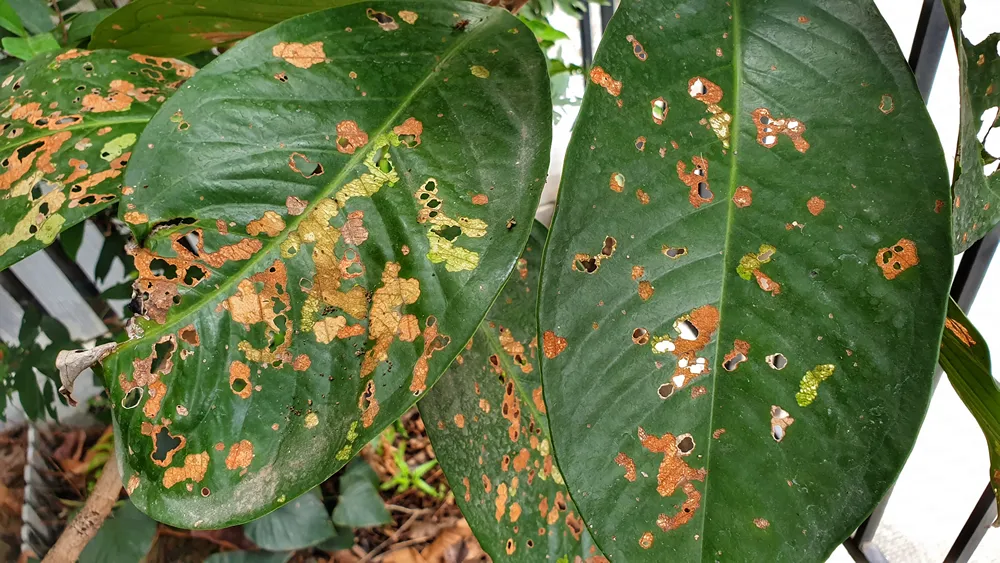 The Pomerac leaves are covered in holes caused by the Bagworm.