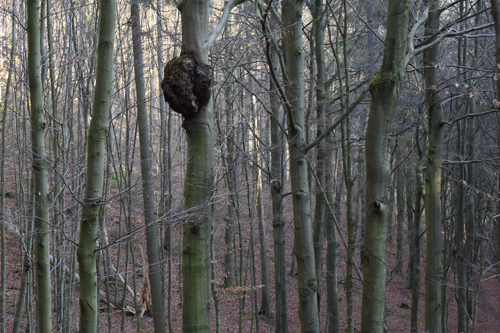 Beech tree forest with diseased tree with large growth of Black Knot Fungal Disease
