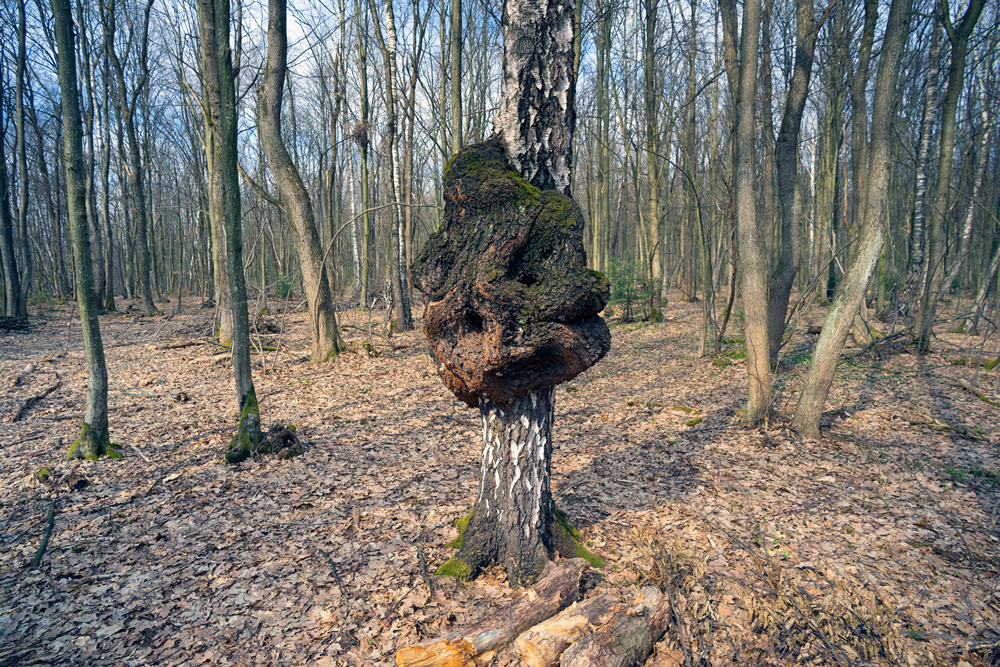 The painful degeneration of a birch tree trunk in the form of an ugly growth symbolizes a malignant disease of the human body - a cancer, which is death