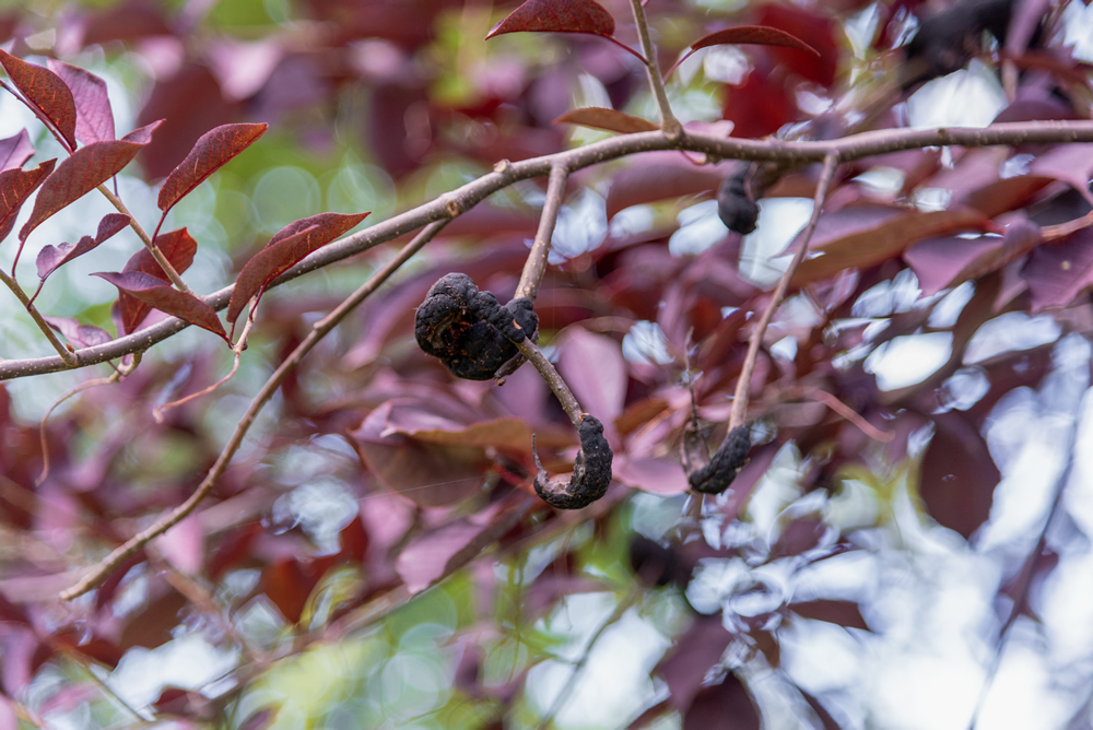 Black Knot fungal disease in the Purple Leaf Plum Tree