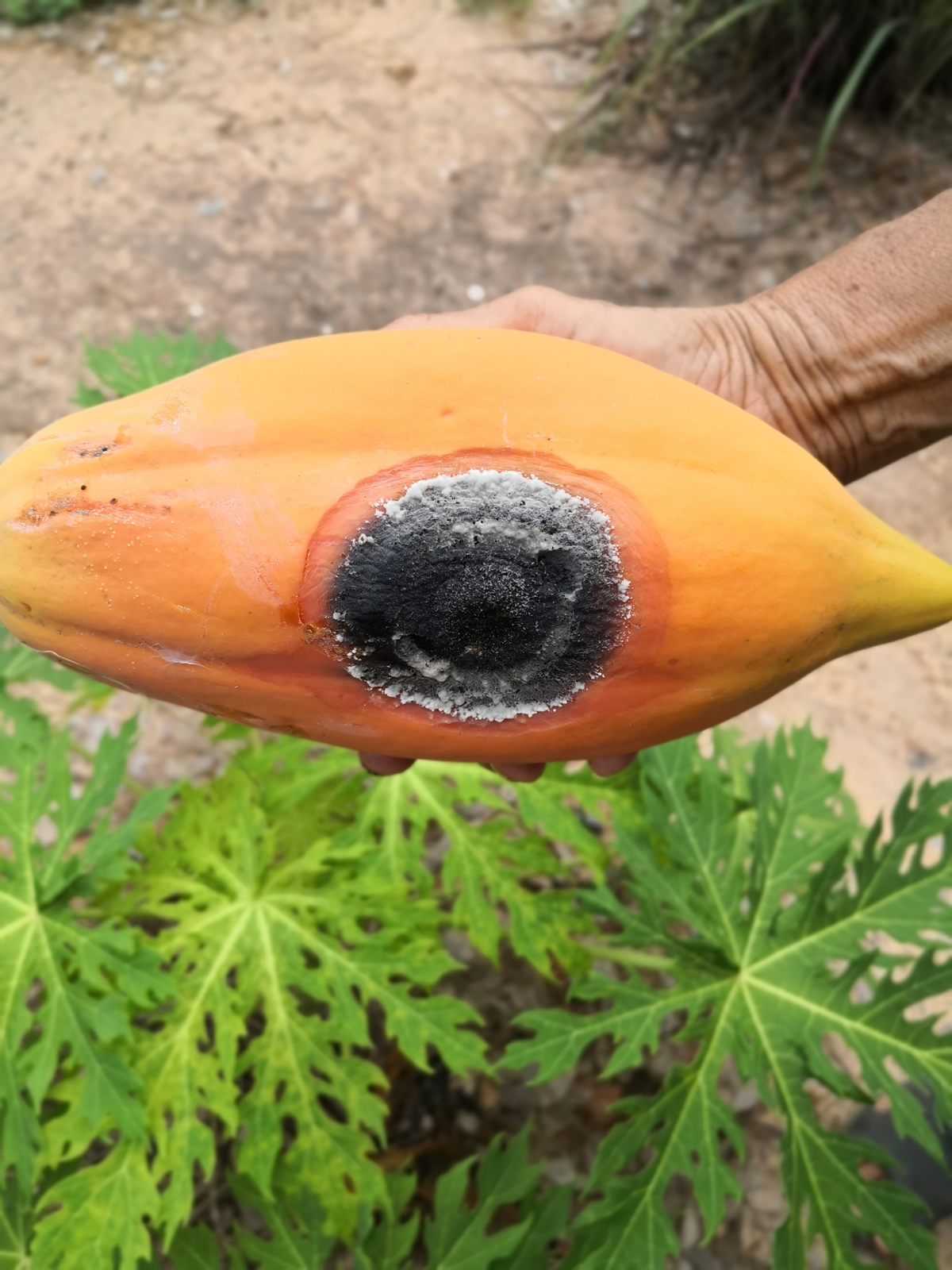 Papaya fungal disease picture of hand holding orange ripe papaya with dark circle scars with fungal spores causing rotten fruit. The background image is a papaya tree with green leaves.
