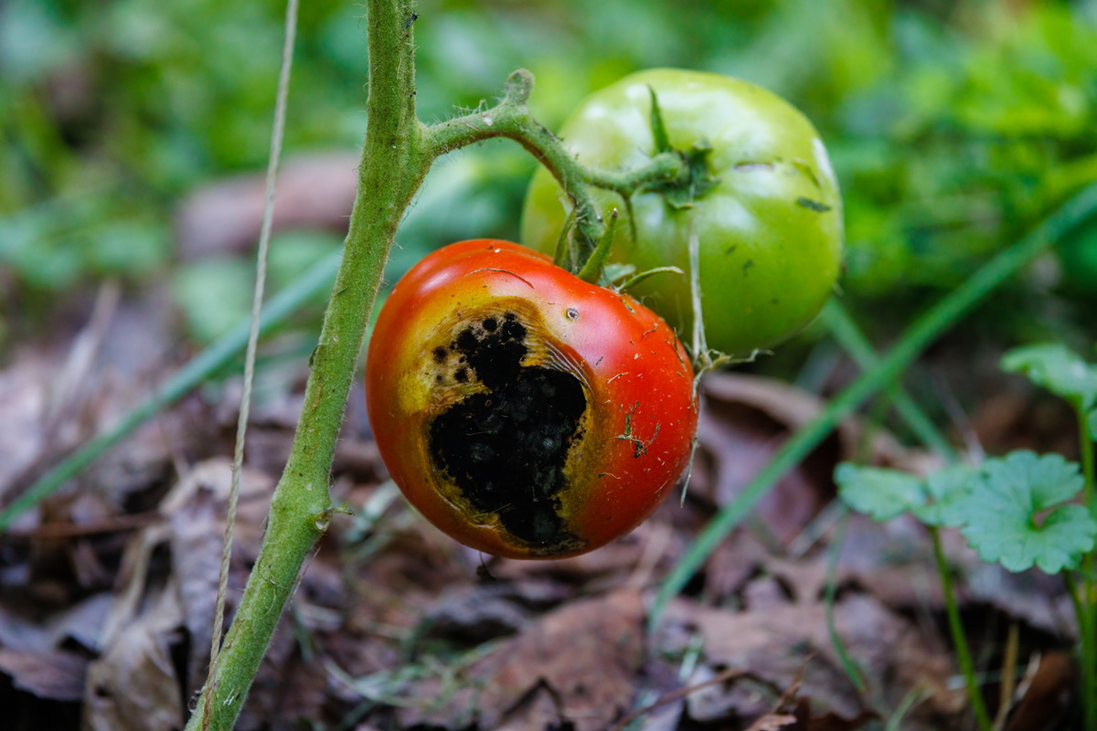 Garden tomato affected with a Black Rot fungal disease