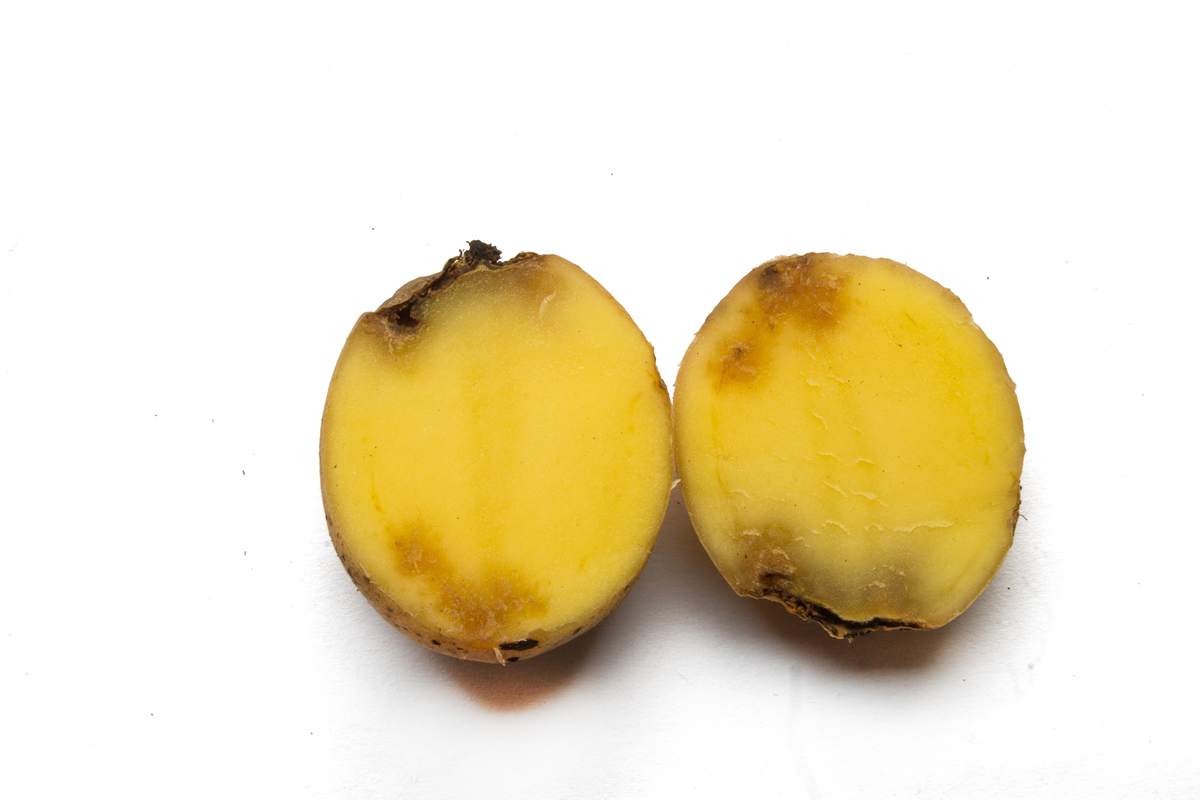 rot infected potato cut in half on a white background