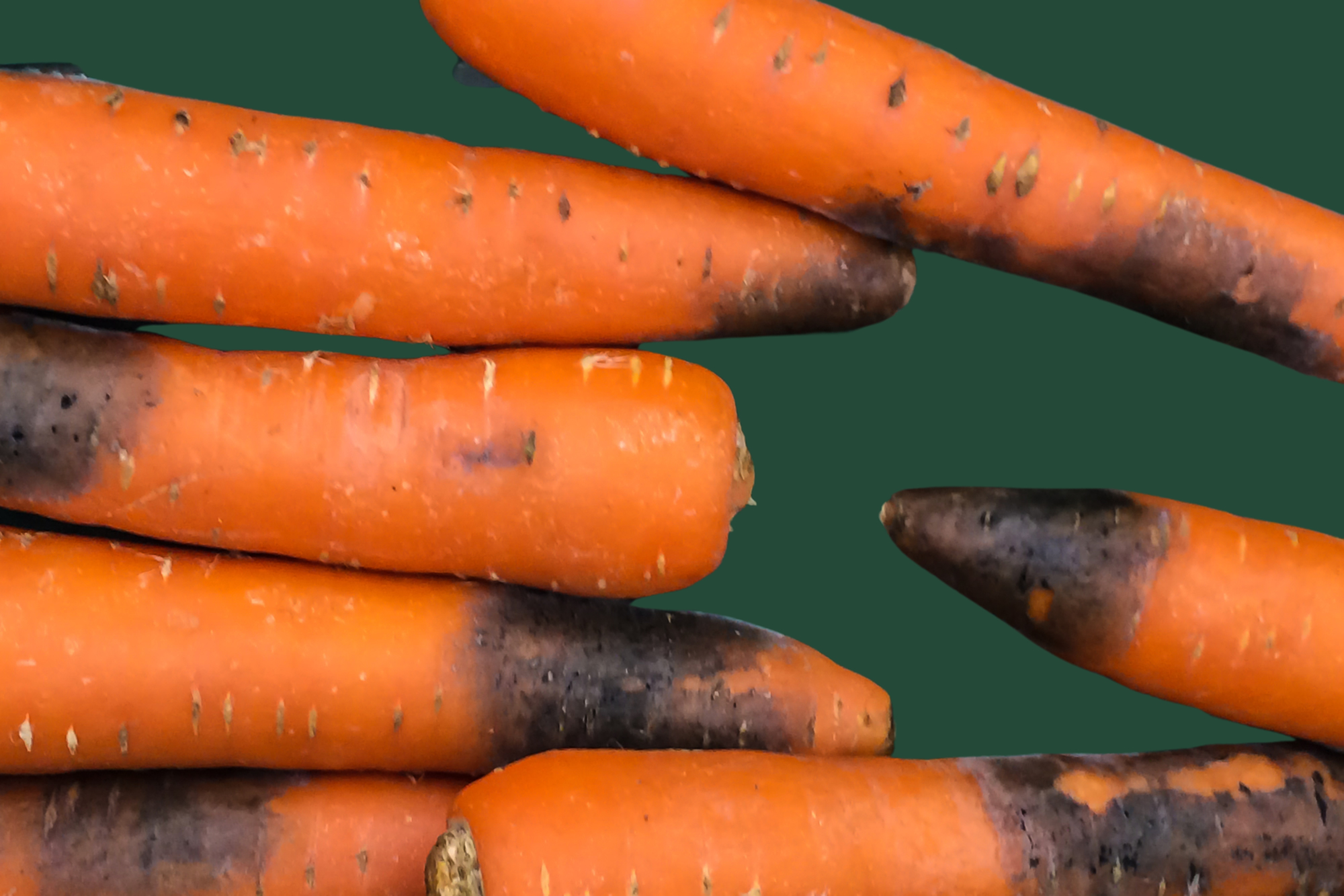 Black root rot, attributed to Phytophthora spp., poses a significant threat to carrot crops. This fungal infection affects root health, potentially impacting crop yield.