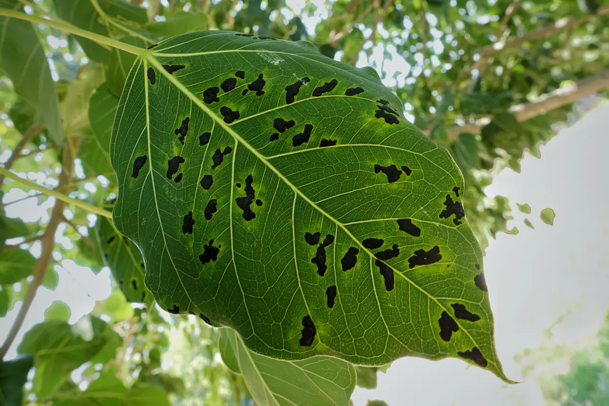 Tar spot or black spot disease in Sacred fig, selective focus