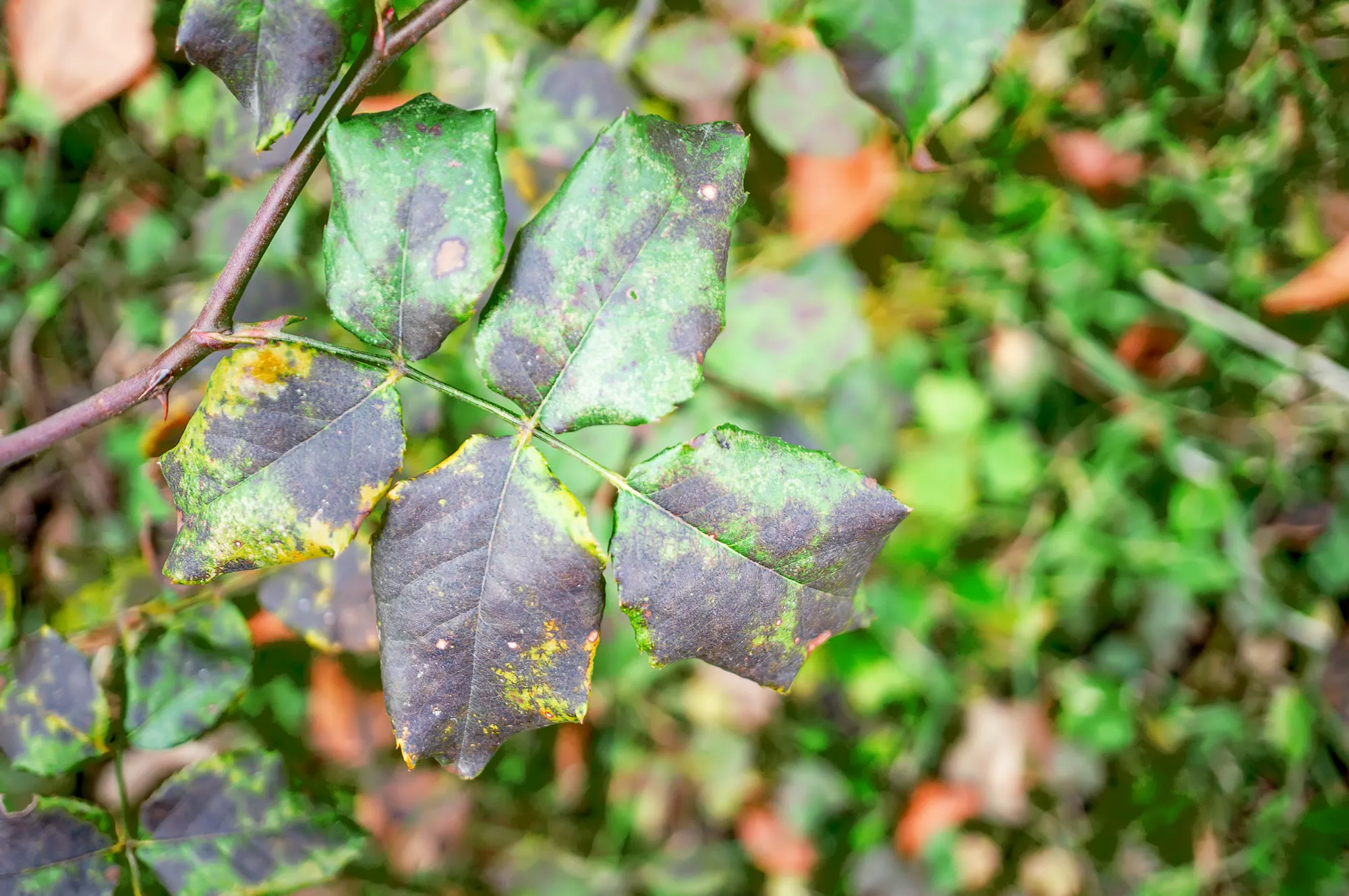 Fungal diseases of rose leaves - gray rot, rust, powdery mildew, spots. Diplocarpon rose spot
