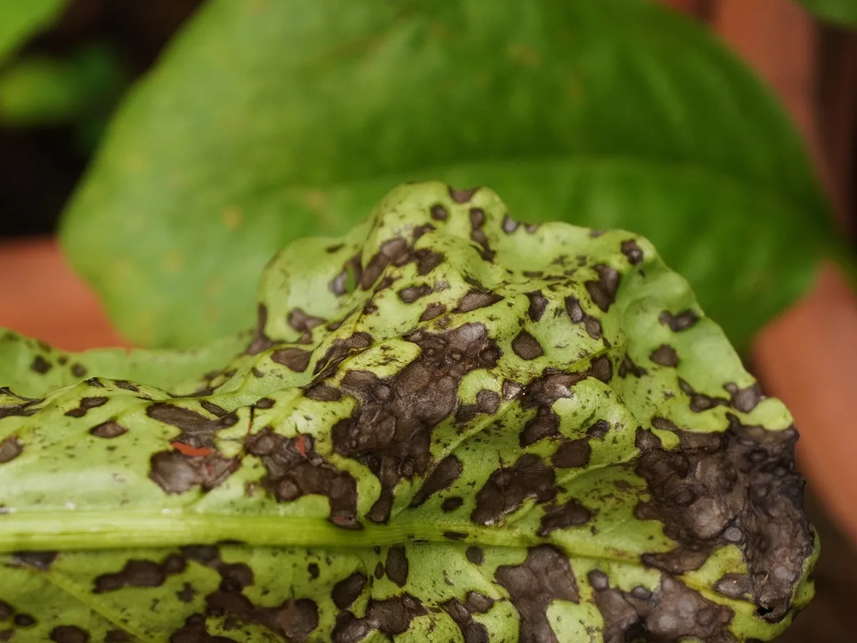 Black spot disease on Spinach (Spinacia oleracea) leaf, caused by Cercospora, a fungal pathogen.