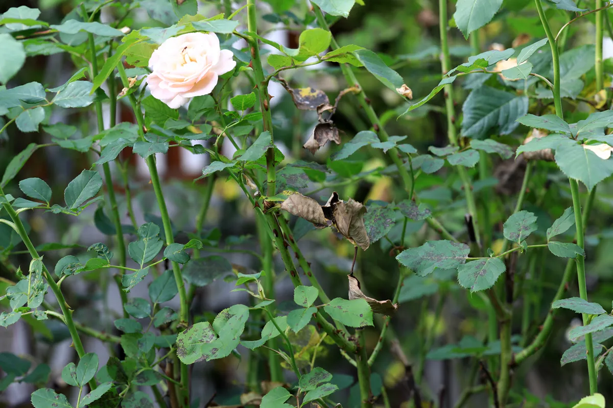 Plant disease in roses such as mildew or rust are common. Leaf spot disease black spot - Diplocarpon rosae, caused by a fungal infection.