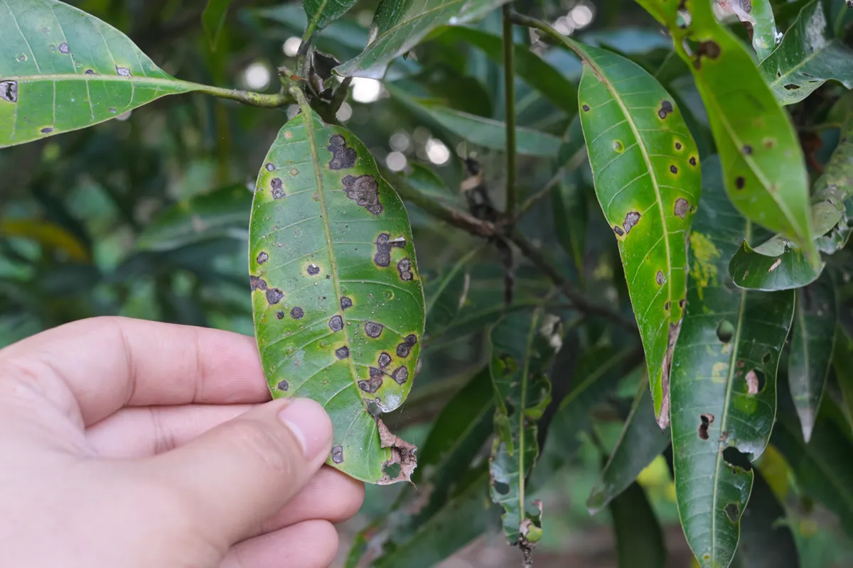 Closeup of mango leaves with black spots due to anthracnose infection. Mango pest and disease management.