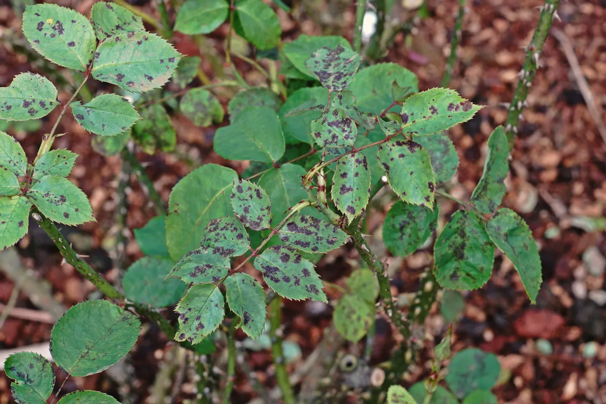 Roses' leaf disease