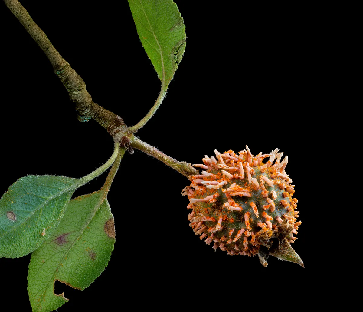 Cedar-apple rust gall (Gymnosporangium juniperi-virginianae) on crabapple in spring in central Virginia.
