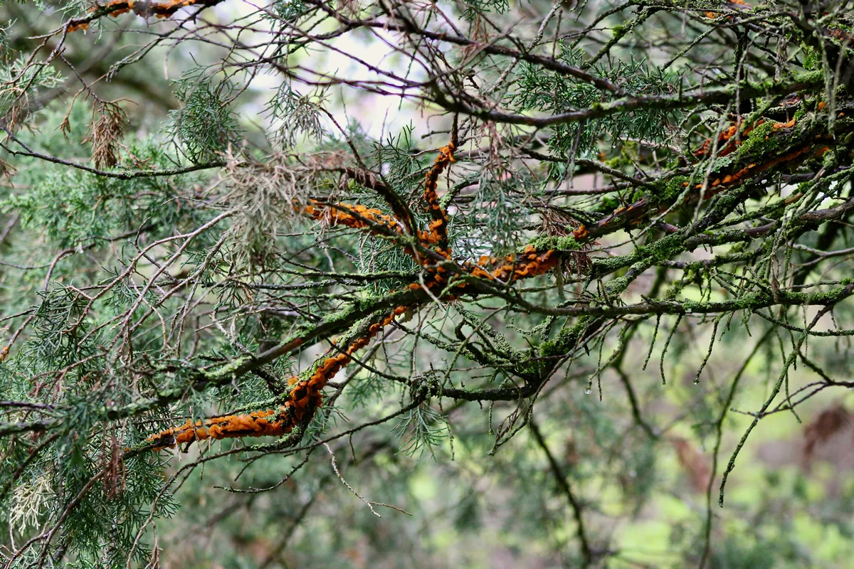 Cedar apple rust spawning on the branches of a red cedar in the forest Jenningsville Pennsylvania