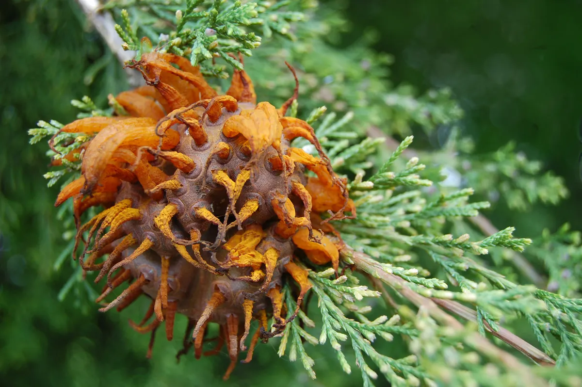 A fully sprouted cedar apple rust fungus on a cedar tree