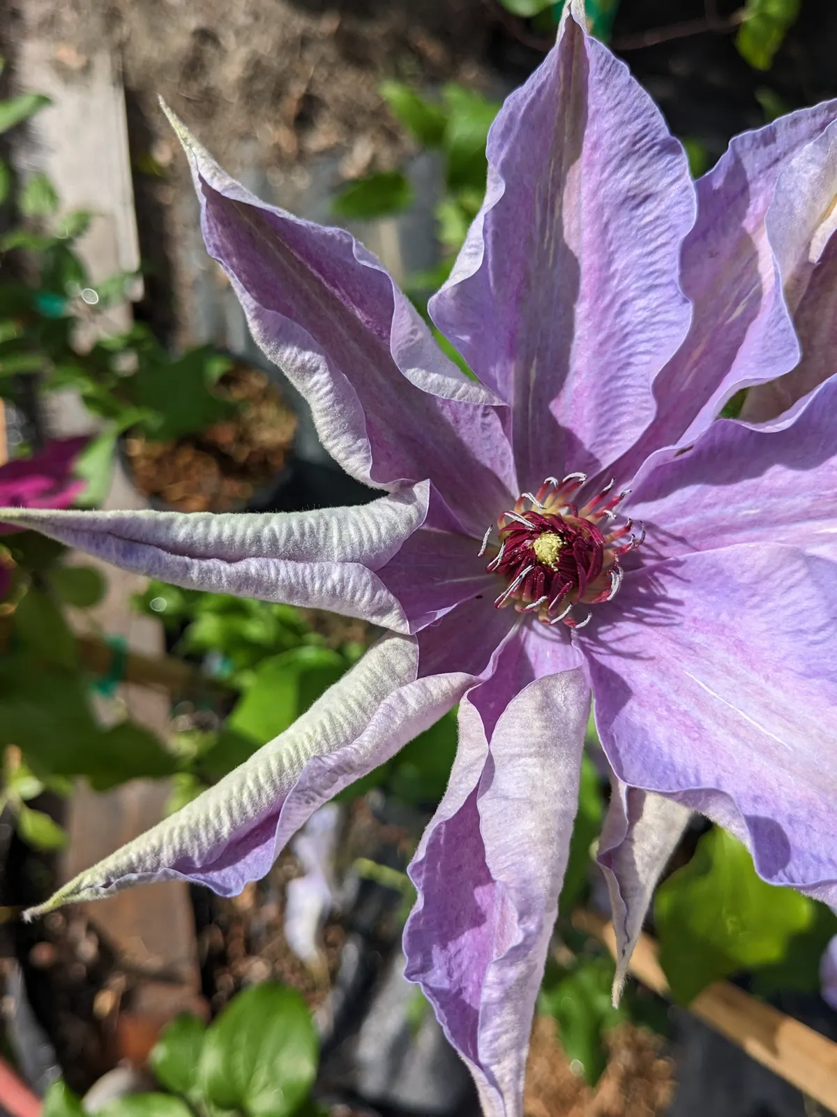 purple Clematis flower with wilted petals