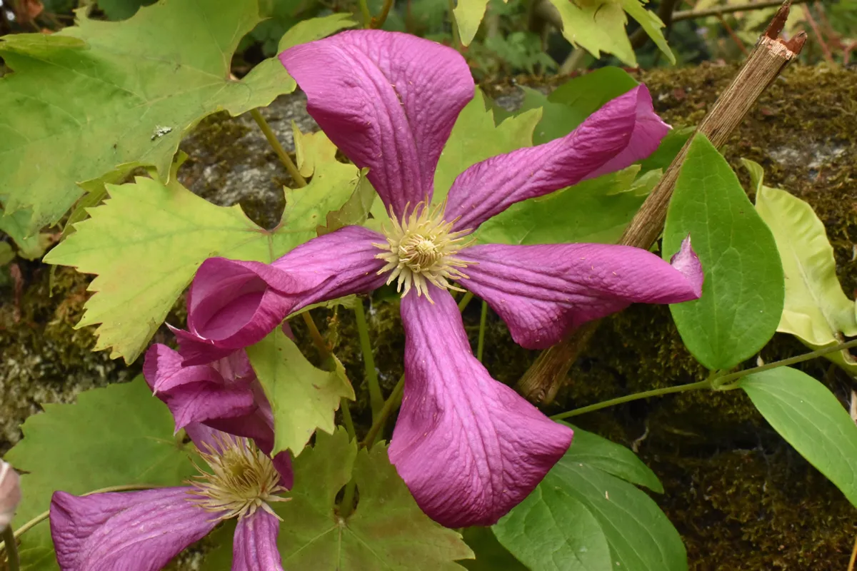 Wilting Large Purple Clematis Flower