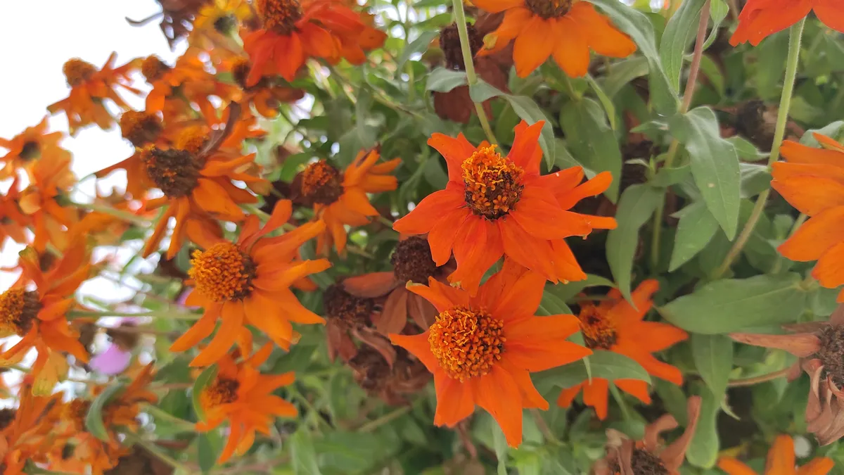 orange zinnia flowers start to wilt with green leaves