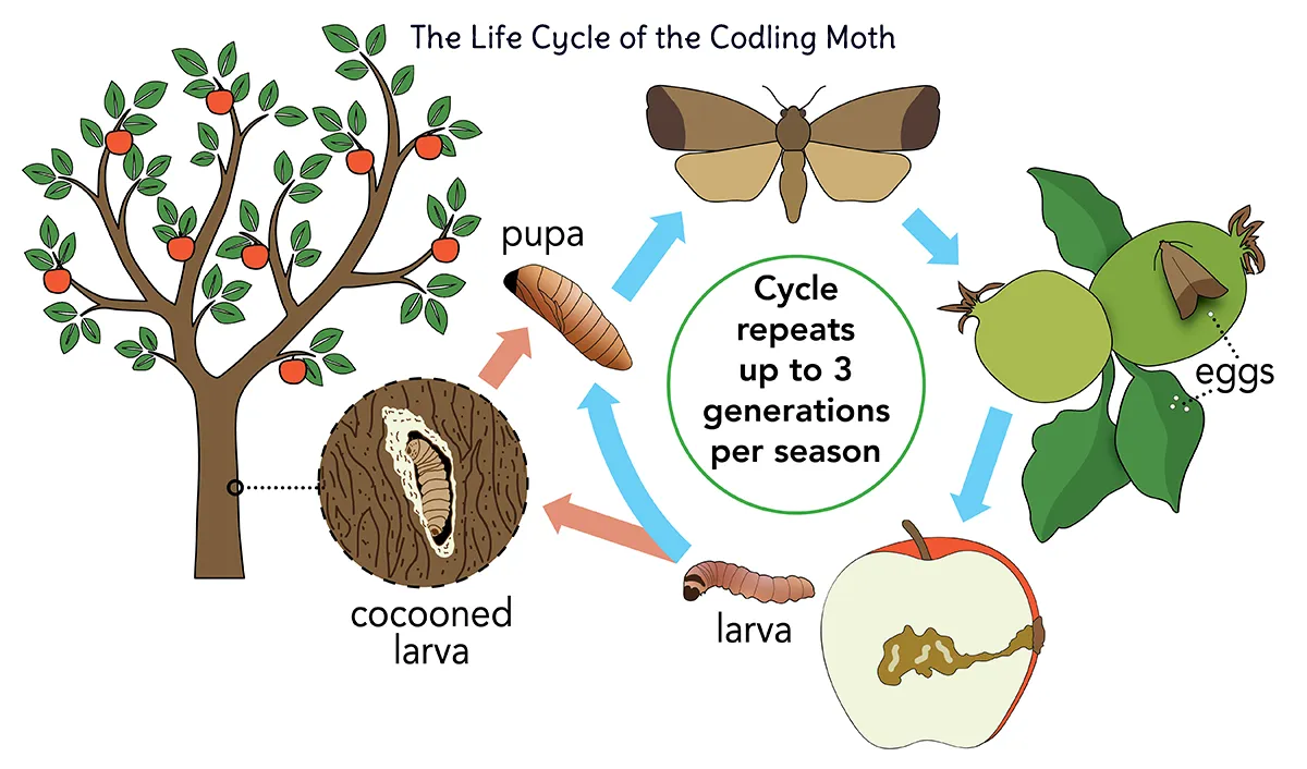 The Life Cycle of the Codling Moth
