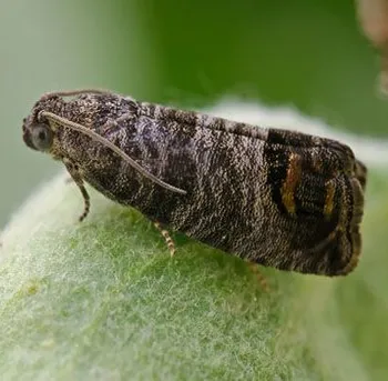 The Codling Moth