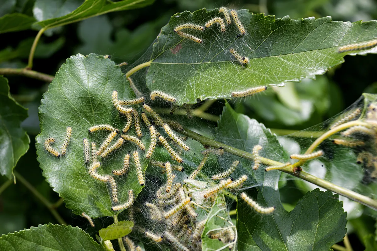 Codling moth caterpillars in silky web on an apple tree branch. Tent silkworm caterpillars in special silk tents land on tree leaves and devour. Selective focus. Agricultural crop pests. Fruit pests
