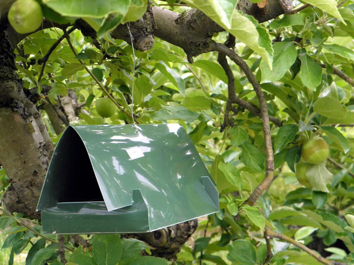Green plastic delta trap is used in orchards for catching pests - especially moths, which cause damage to the fruits.