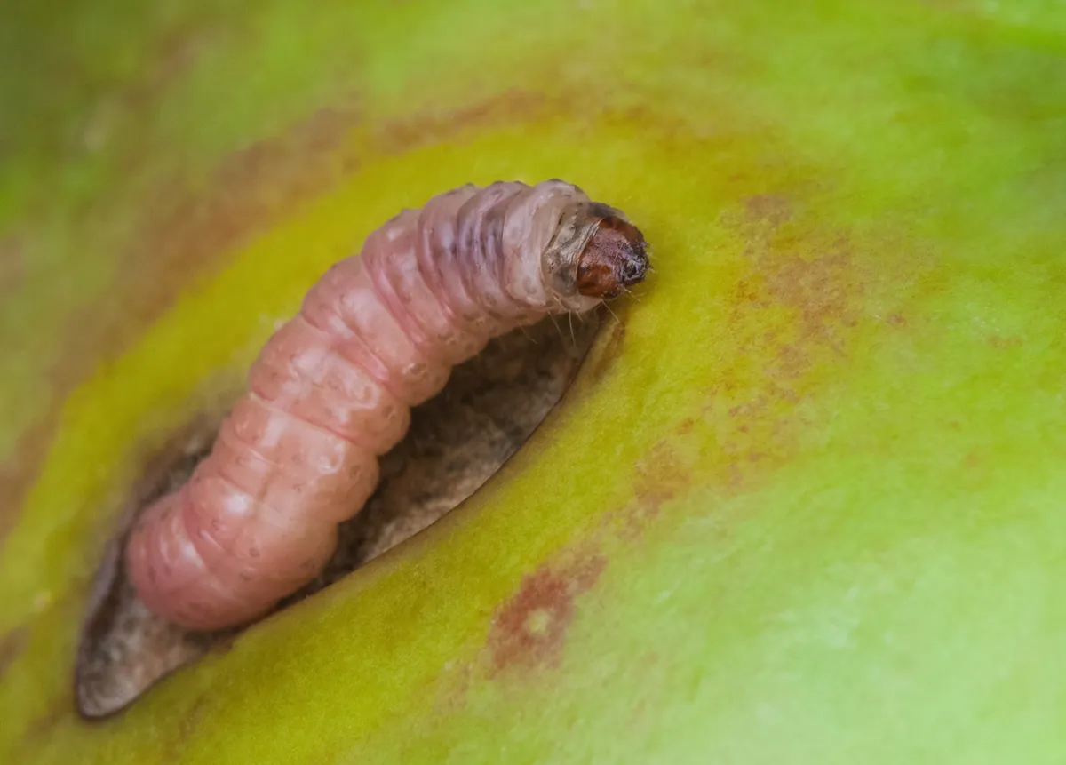 Caterpillar pest Codling moth crawls on a green apple fruit.