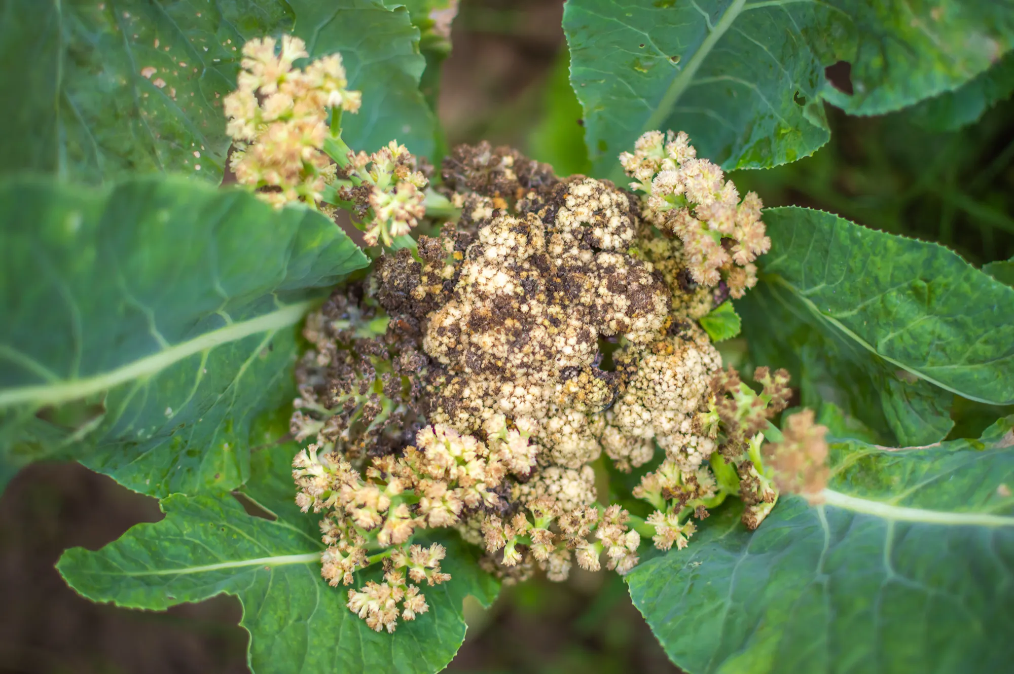 Diseased cauliflower caused due to the attack of fungus Sclerotinia sclerotiorum