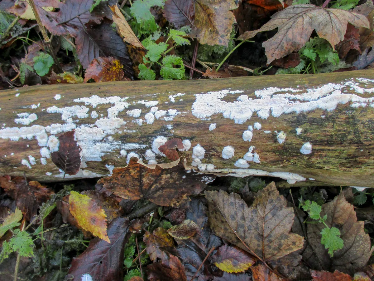 White mold and jelly ear fungus on a decaying log in the forest.